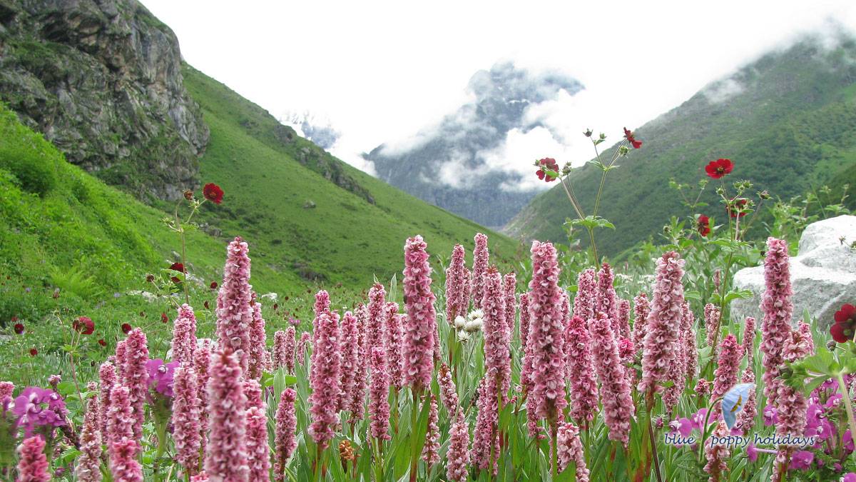 Badrinath with Valley of Flower